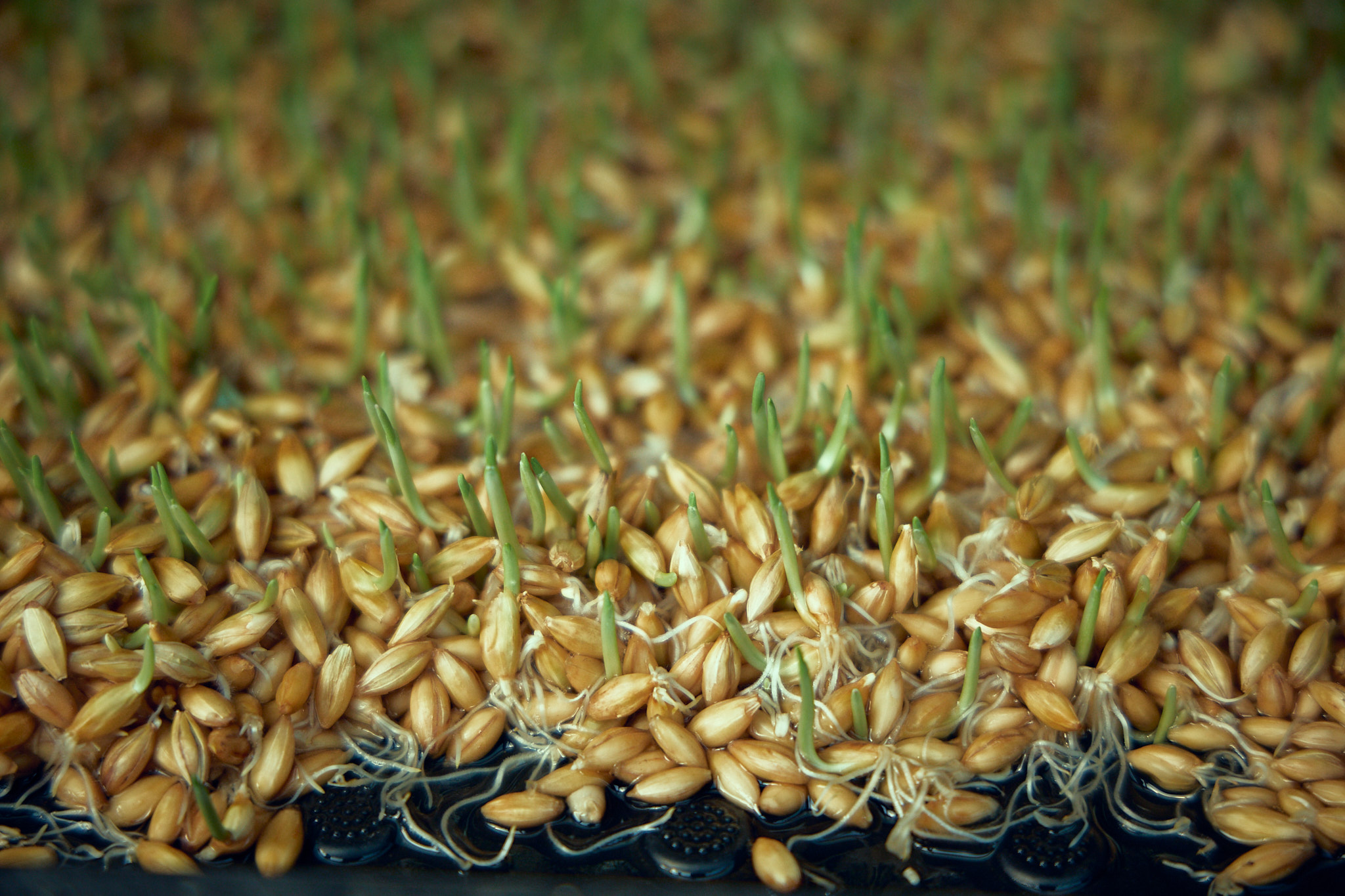 Гидропонная система и растения